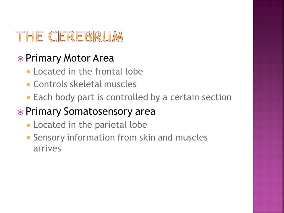 The Cerebrum Primary Motor Area Primary Somatosensory area