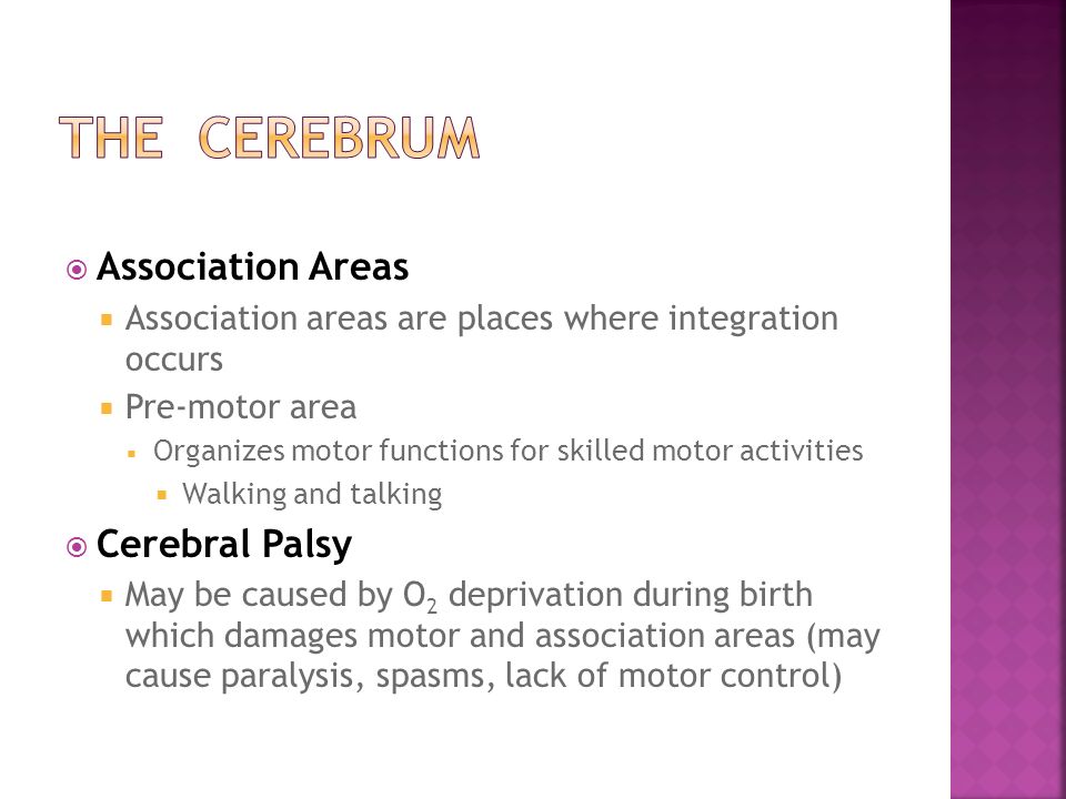The Cerebrum Association Areas Cerebral Palsy