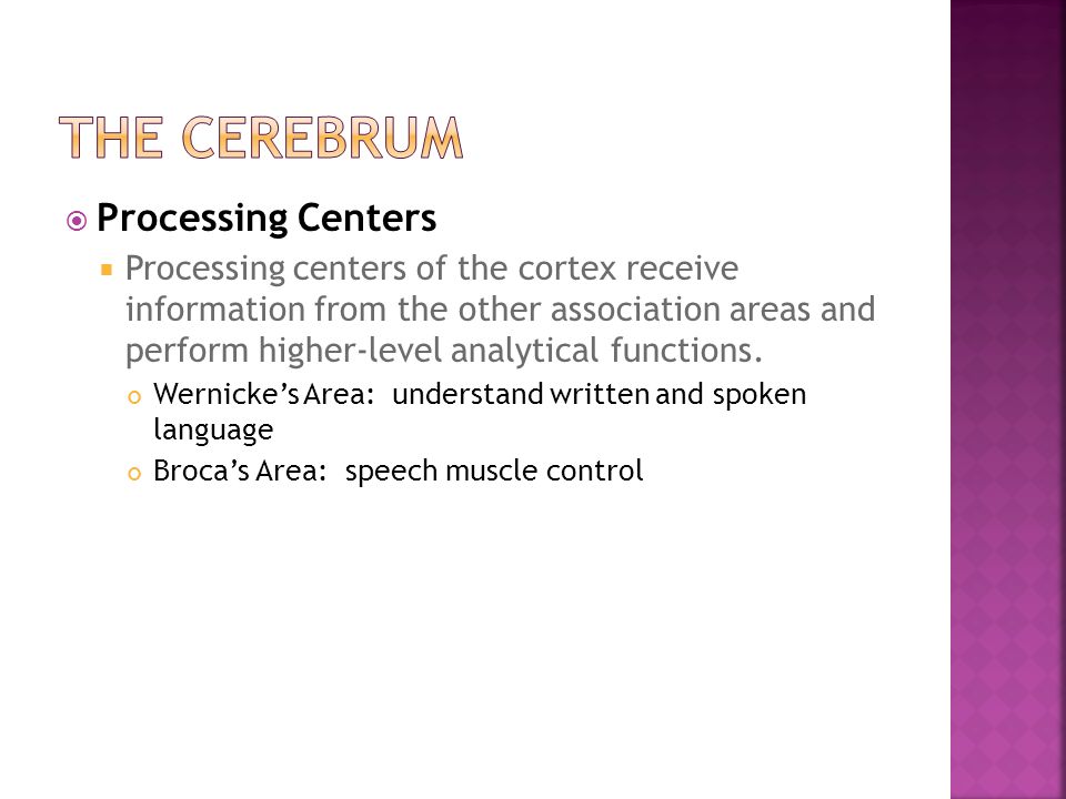 The Cerebrum Processing Centers