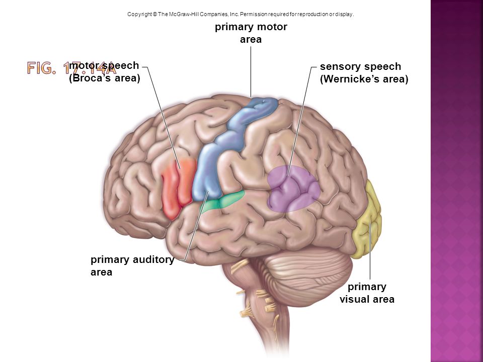 Fig a primary motor area motor speech sensory speech