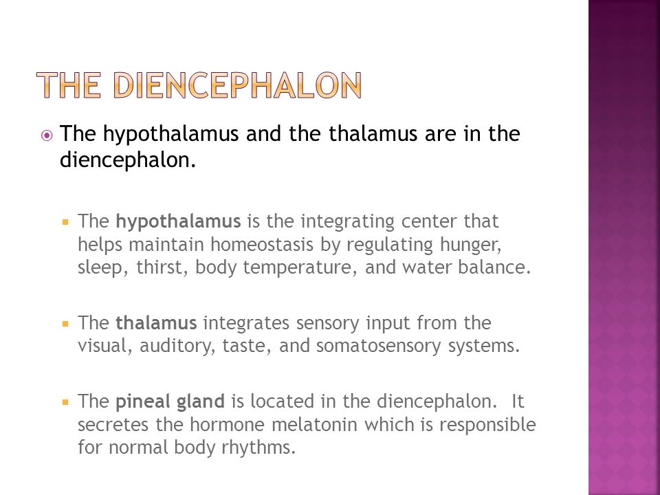 The Diencephalon The hypothalamus and the thalamus are in the diencephalon.