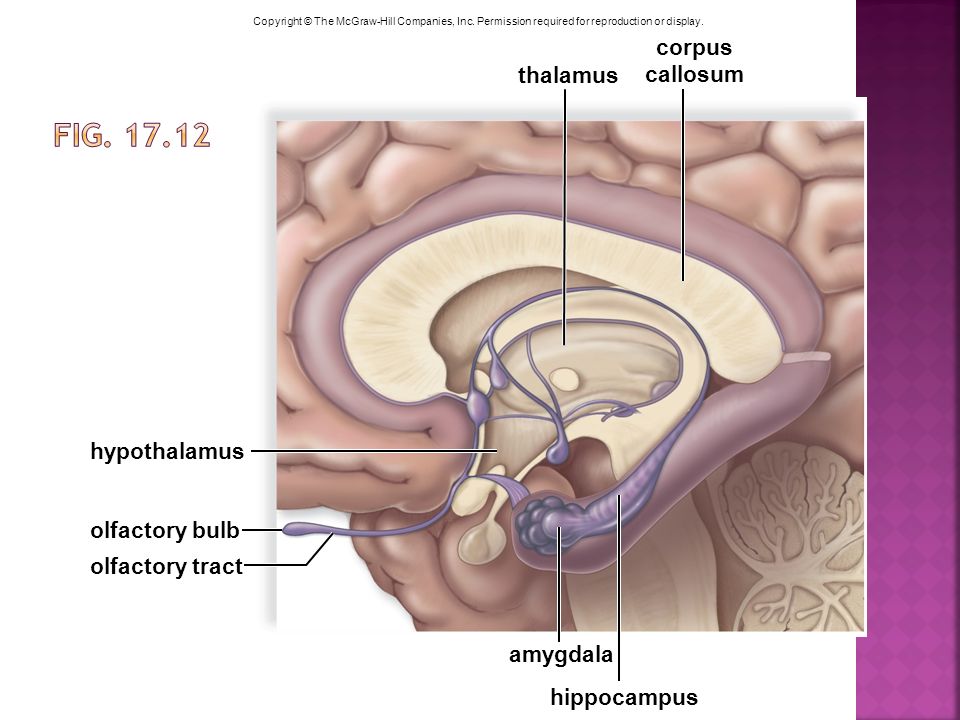 Fig corpus callosum thalamus hypothalamus olfactory bulb