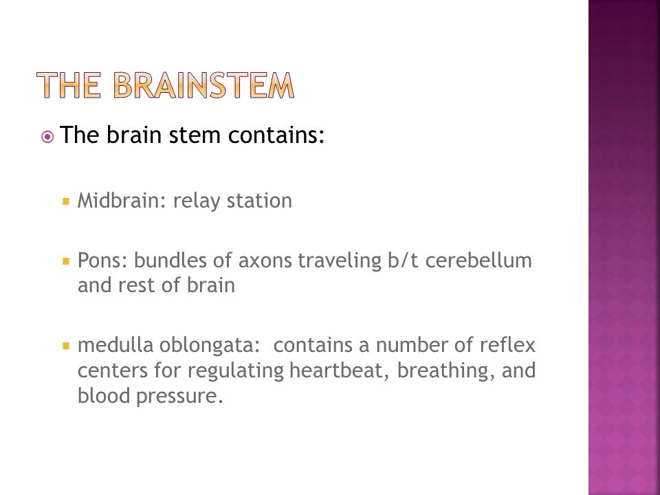 The Brainstem The brain stem contains: Midbrain: relay station
