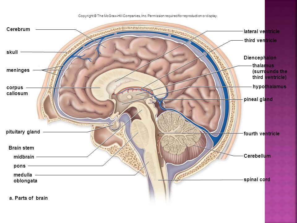 Cerebrum lateral ventricle third ventricle skull Diencephalon thalamus