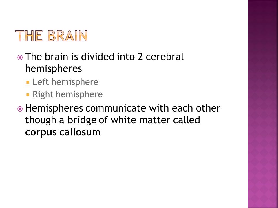 The Brain The brain is divided into 2 cerebral hemispheres