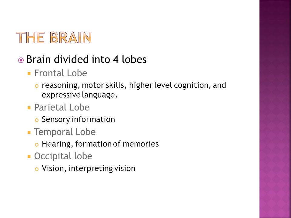 The Brain Brain divided into 4 lobes Frontal Lobe Parietal Lobe