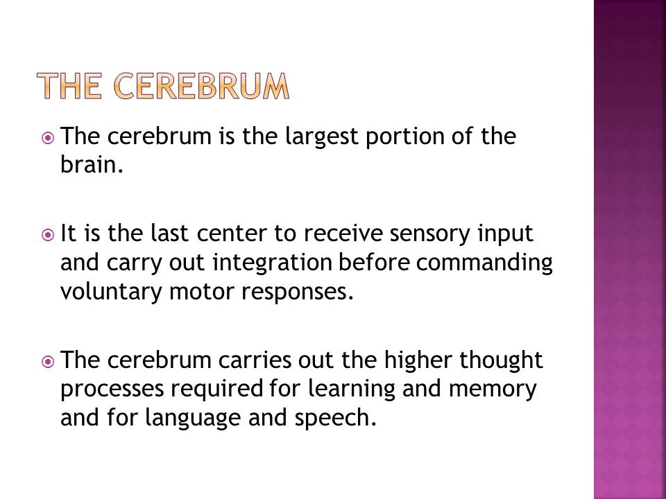 The Cerebrum The cerebrum is the largest portion of the brain.