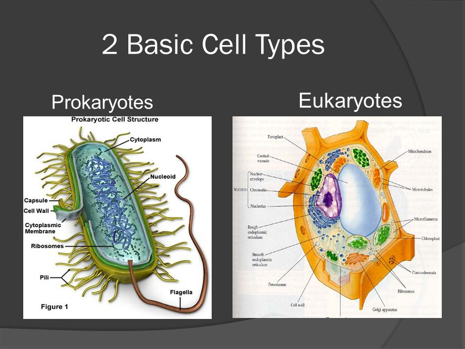 2 Basic Cell Types Prokaryotes Eukaryotes