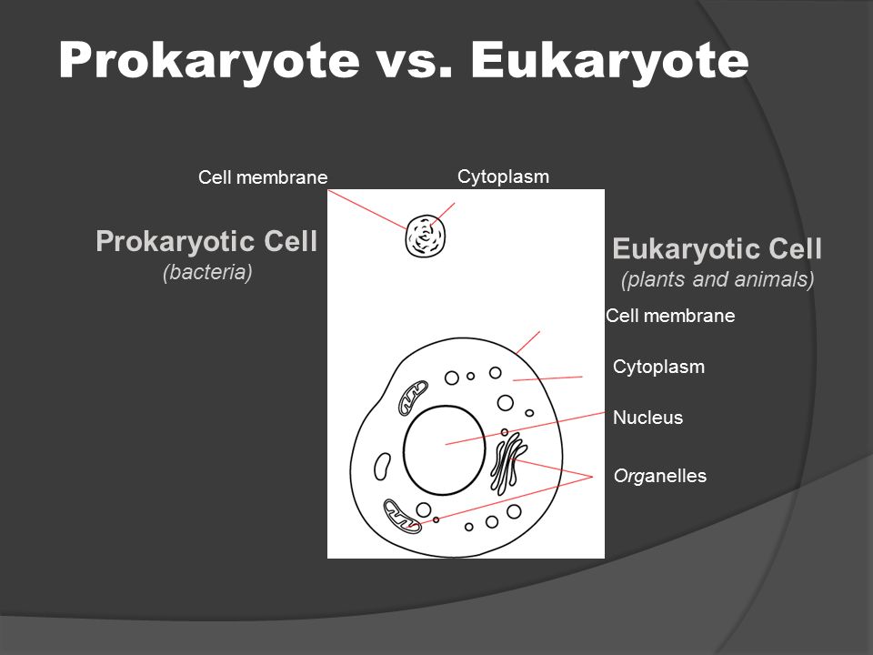 Prokaryote vs. Eukaryote
