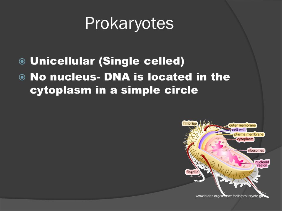 Prokaryotes Unicellular (Single celled)