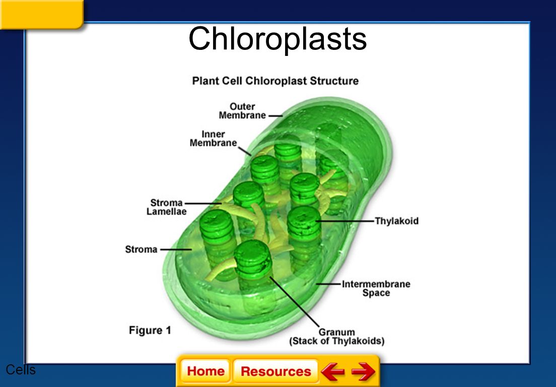 chloroplastschloroplasts are specialized organelles found in
