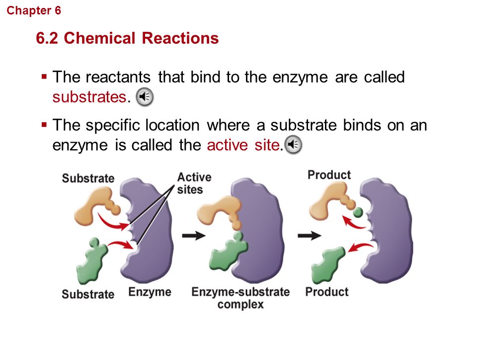 The reactants that bind to the enzyme are called substrates.