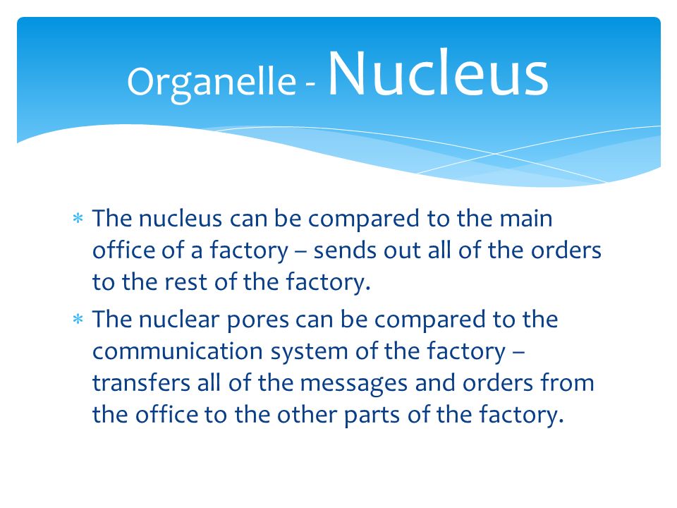 Organelle - Nucleus The nucleus can be compared to the main office of a factory – sends out all of the orders to the rest of the factory.
