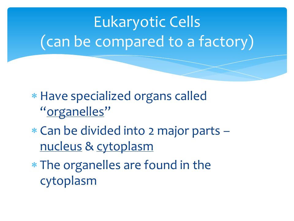Eukaryotic Cells (can be compared to a factory)