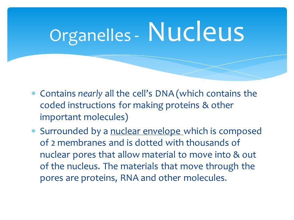 Organelles - Nucleus Contains nearly all the cell’s DNA (which contains the coded instructions for making proteins & other important molecules)