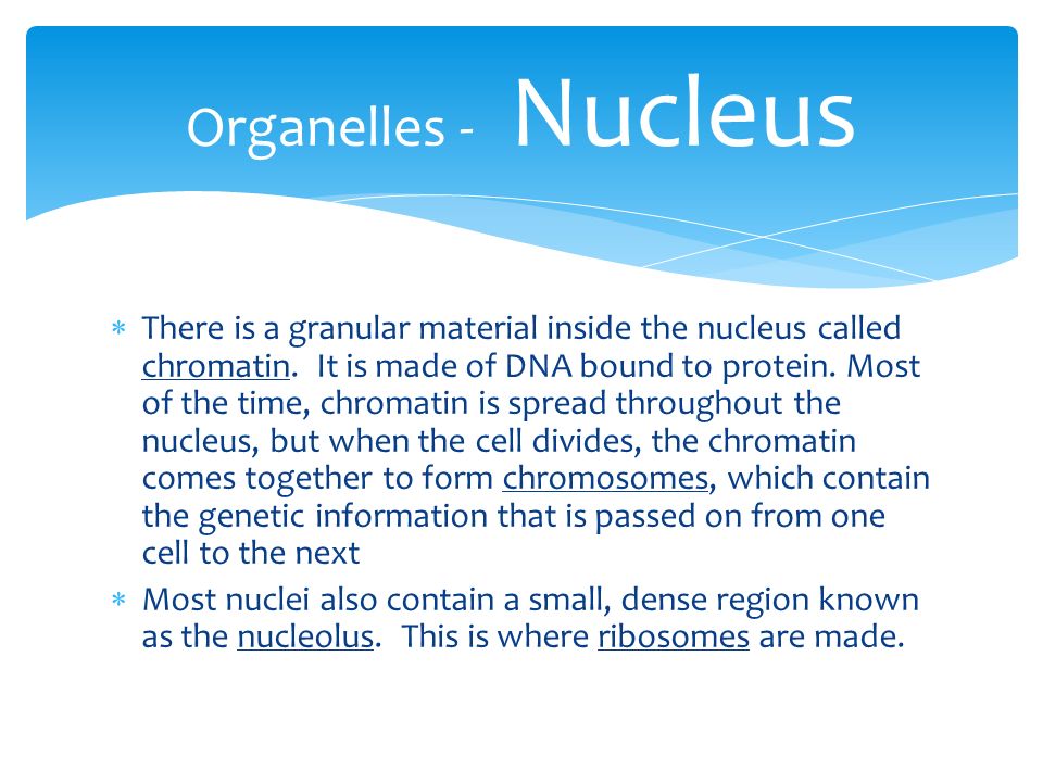 Organelles - Nucleus