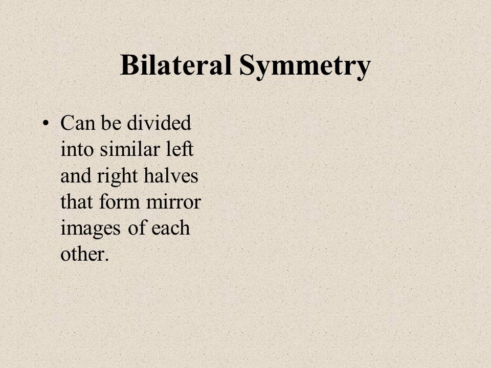 Bilateral Symmetry Can be divided into similar left and right halves that form mirror images of each other.