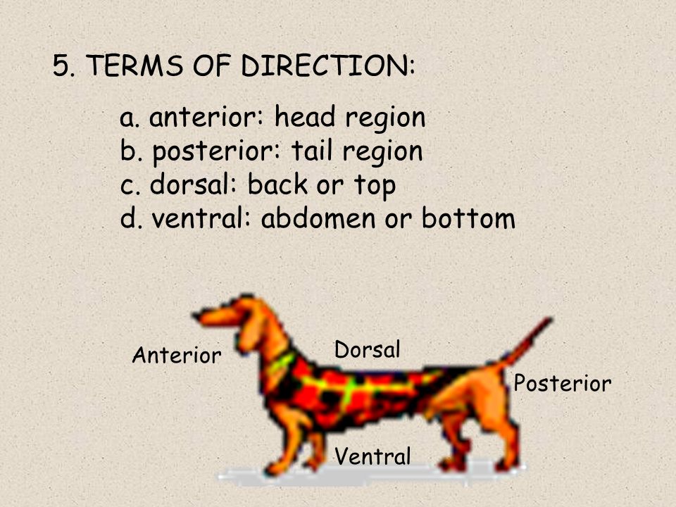 5. TERMS OF DIRECTION: a. anterior: head region b. posterior: tail region c. dorsal: back or top d. ventral: abdomen or bottom.