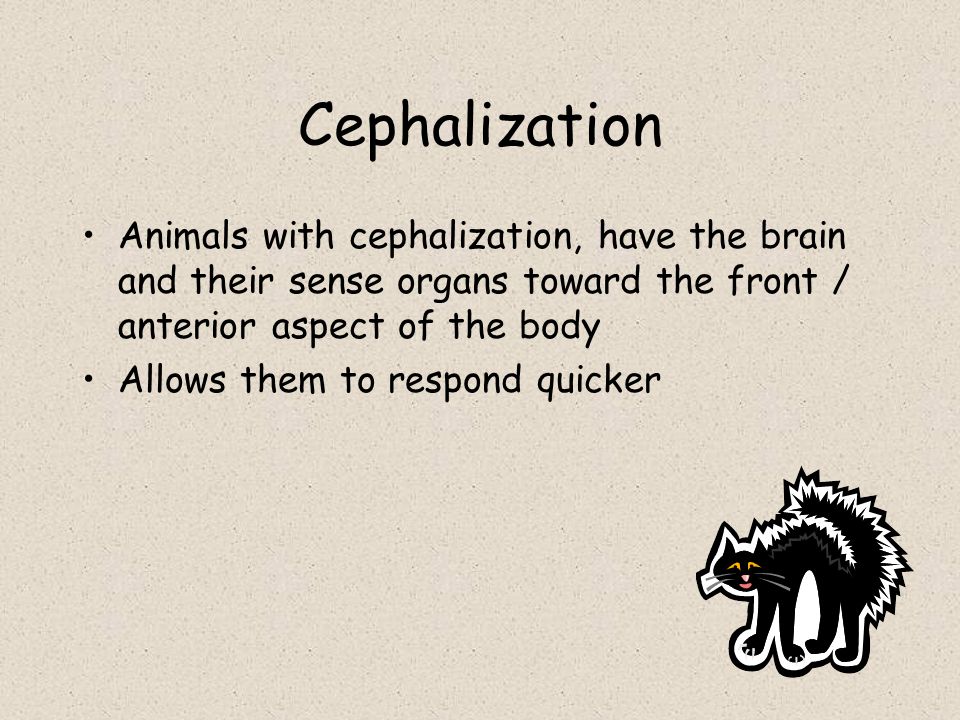Cephalization Animals with cephalization, have the brain and their sense organs toward the front / anterior aspect of the body.