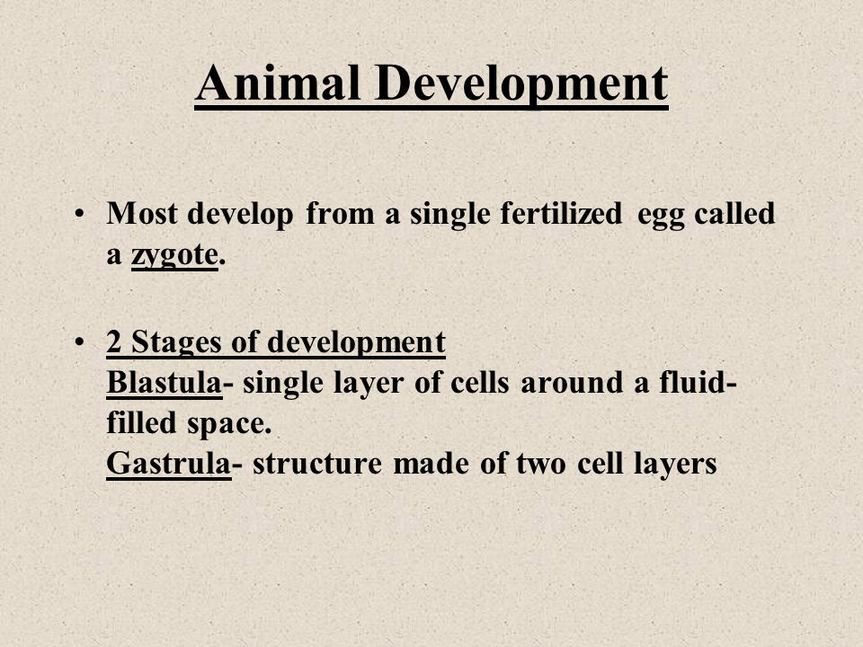 Animal Development Most develop from a single fertilized egg called a zygote.