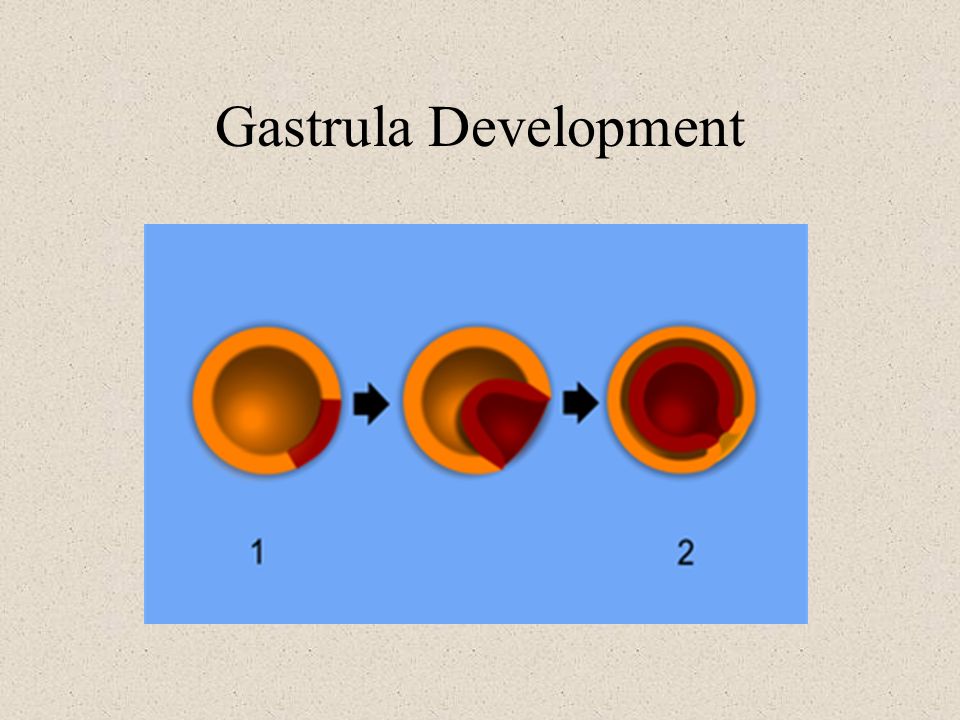 Gastrula Development
