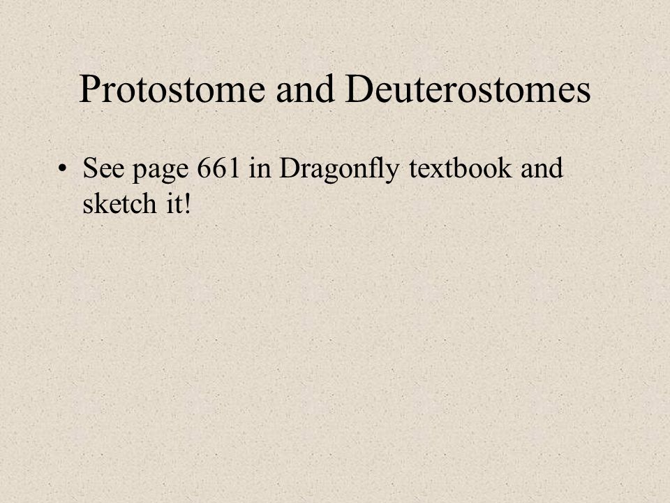 Protostome and Deuterostomes