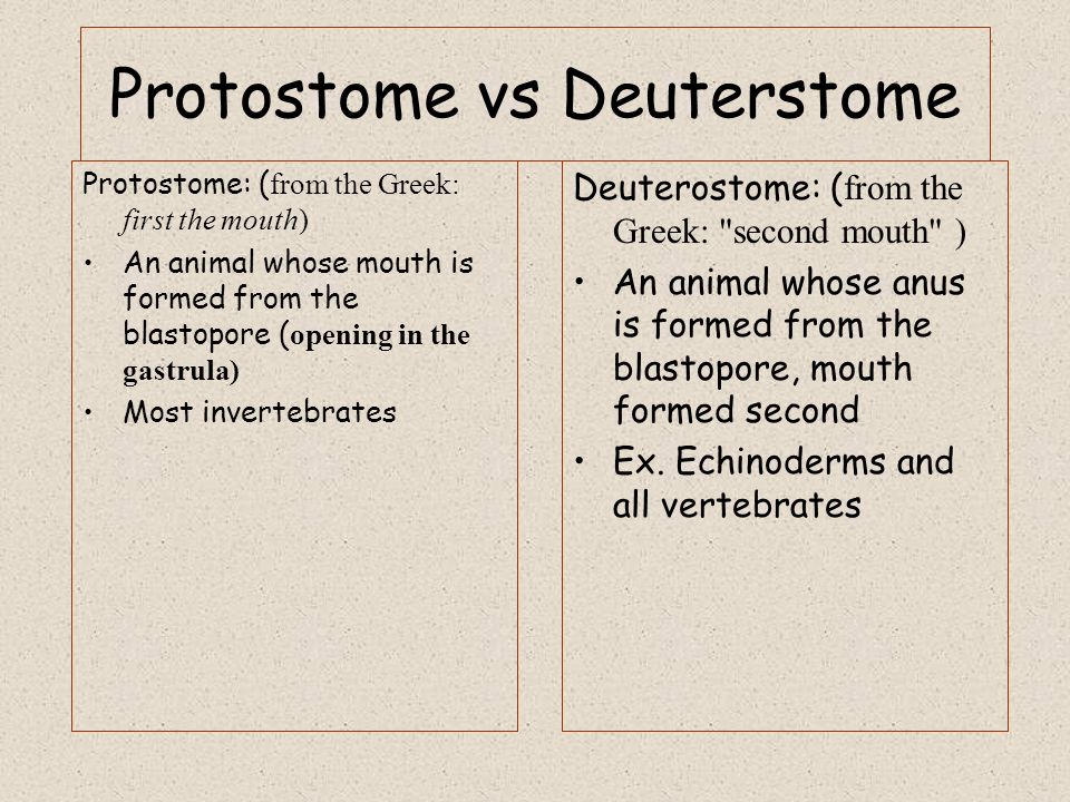 Protostome vs Deuterstome