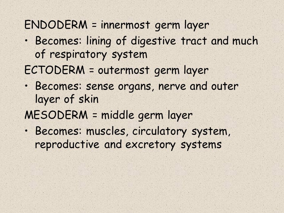 ENDODERM = innermost germ layer
