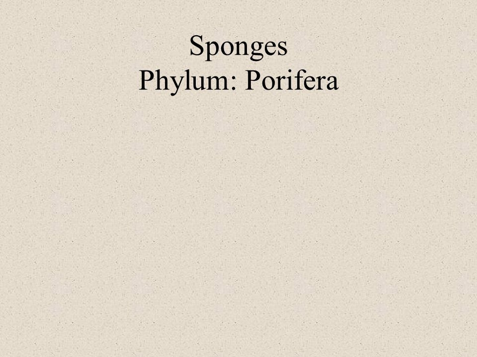 Sponges Phylum: Porifera