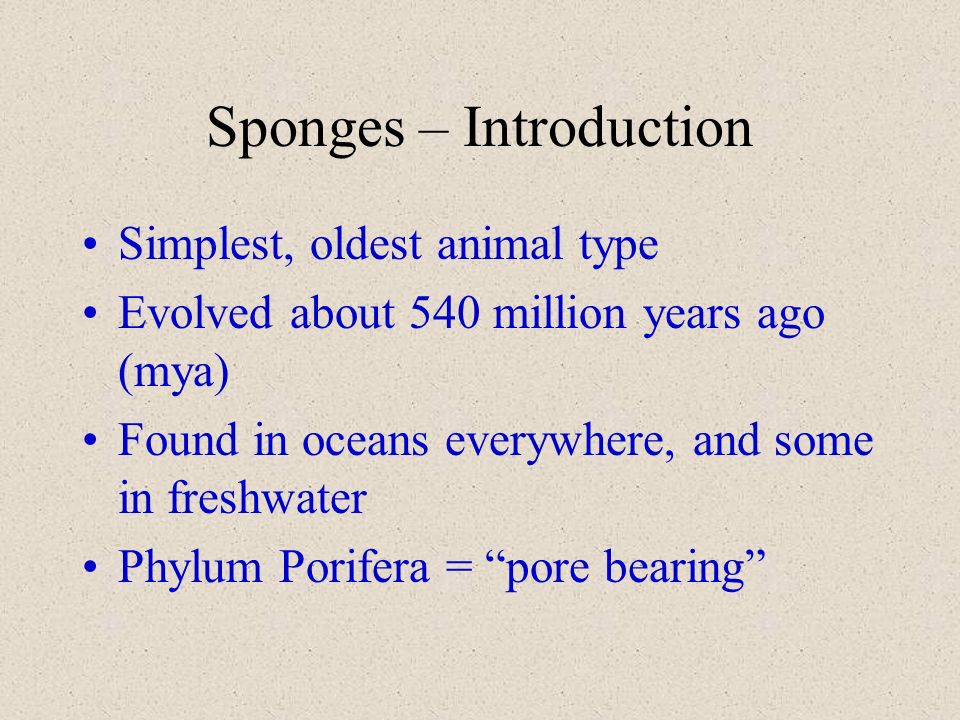 Sponges – Introduction