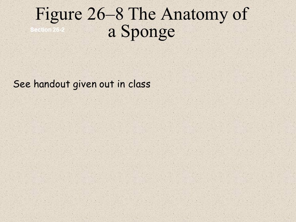 Figure 26–8 The Anatomy of a Sponge