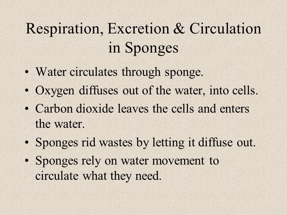 Respiration, Excretion & Circulation in Sponges