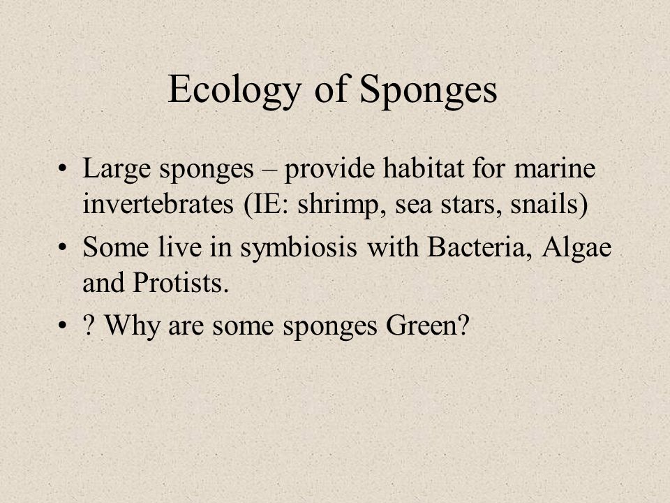 Ecology of Sponges Large sponges – provide habitat for marine invertebrates (IE: shrimp, sea stars, snails)
