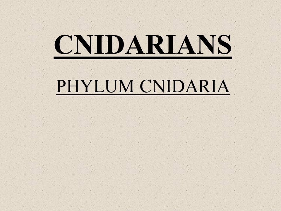 CNIDARIANS PHYLUM CNIDARIA