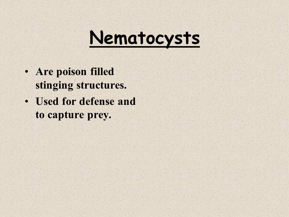 Nematocysts Are poison filled stinging structures.