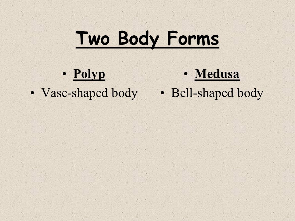 Two Body Forms Polyp Vase-shaped body Medusa Bell-shaped body
