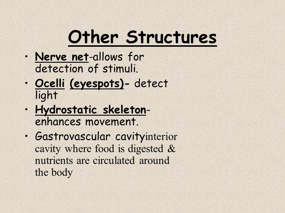 Other Structures Nerve net-allows for detection of stimuli.