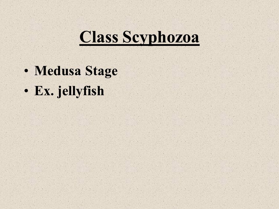 Class Scyphozoa Medusa Stage Ex. jellyfish
