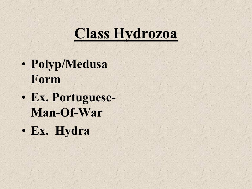 Class Hydrozoa Polyp/Medusa Form Ex. Portuguese-Man-Of-War Ex. Hydra