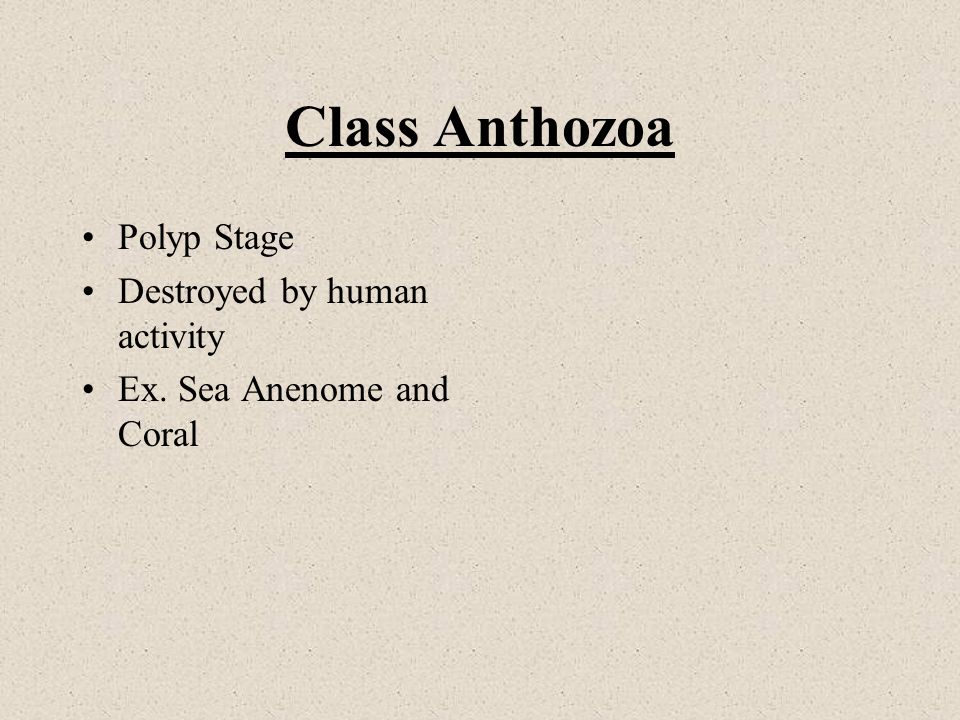 Class Anthozoa Polyp Stage Destroyed by human activity