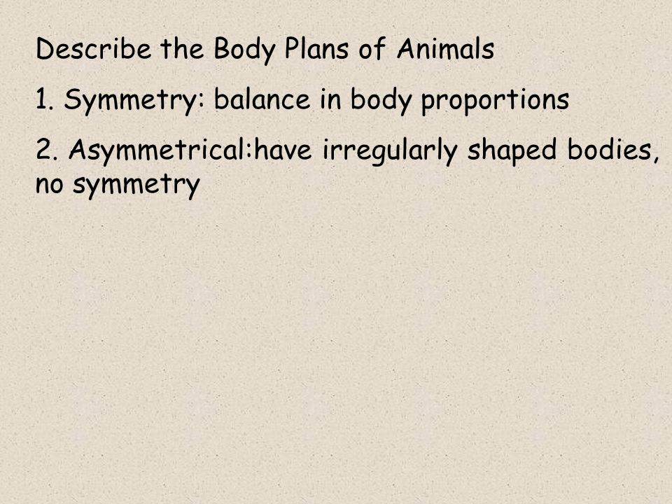 Describe the Body Plans of Animals