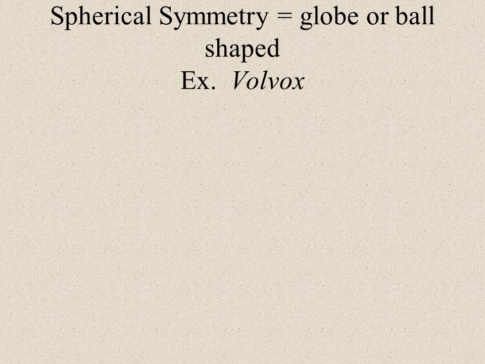 Spherical Symmetry = globe or ball shaped Ex. Volvox