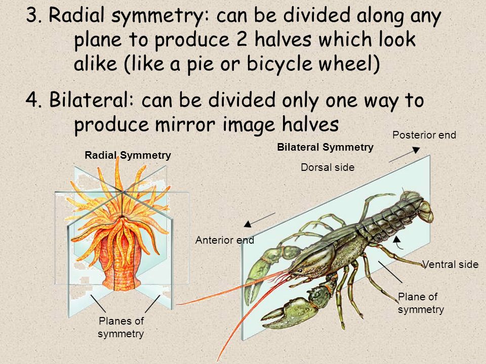 3. Radial symmetry: can be divided along any