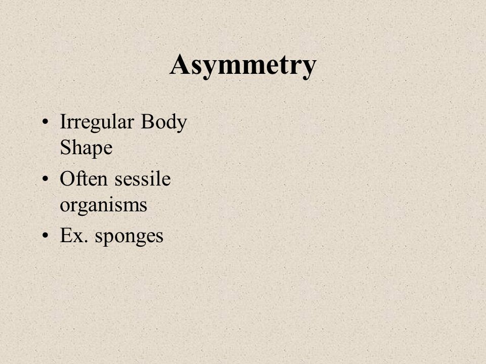 Asymmetry Irregular Body Shape Often sessile organisms Ex. sponges