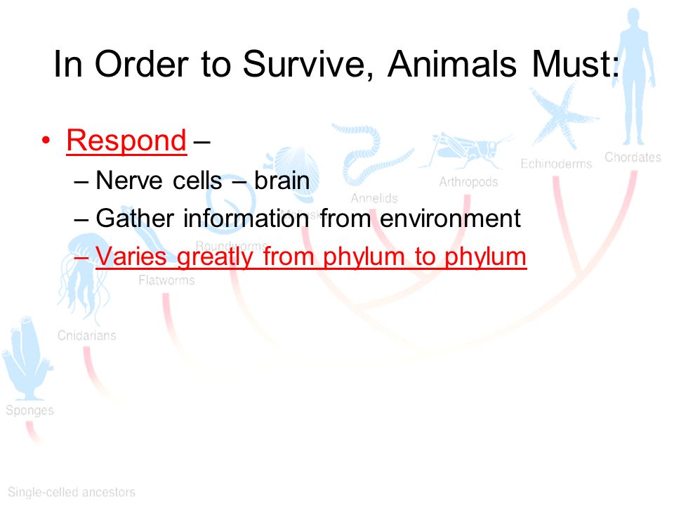 In Order to Survive, Animals Must: