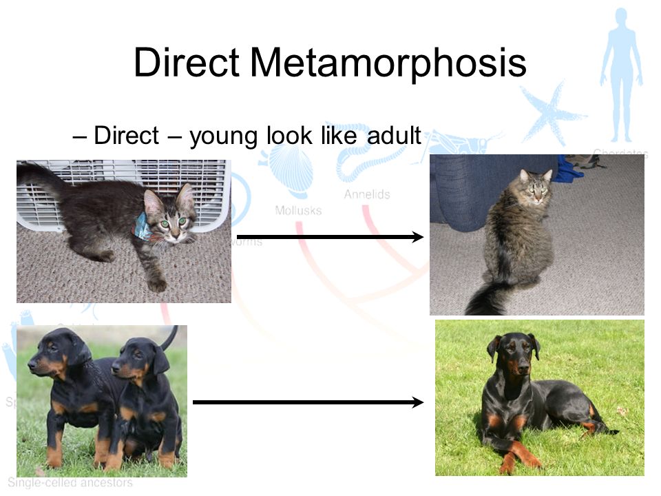 Direct Metamorphosis Direct – young look like adult