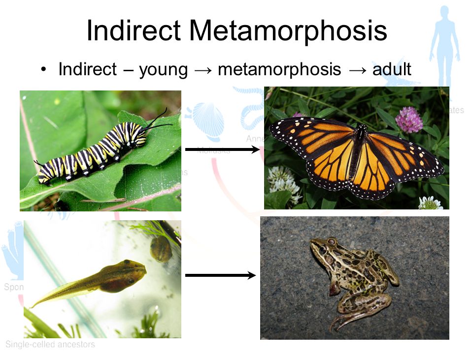 Indirect Metamorphosis