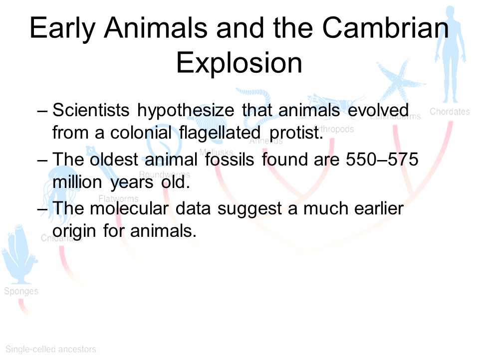 Early Animals and the Cambrian Explosion