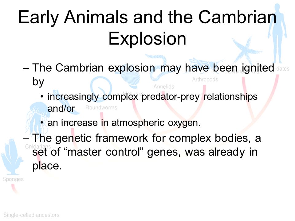 Early Animals and the Cambrian Explosion