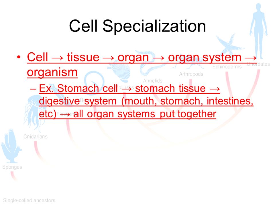 Cell Specialization Cell → tissue → organ → organ system → organism